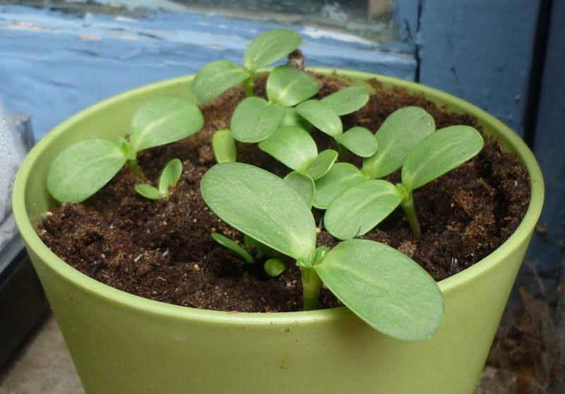 Hạt giống hướng dương