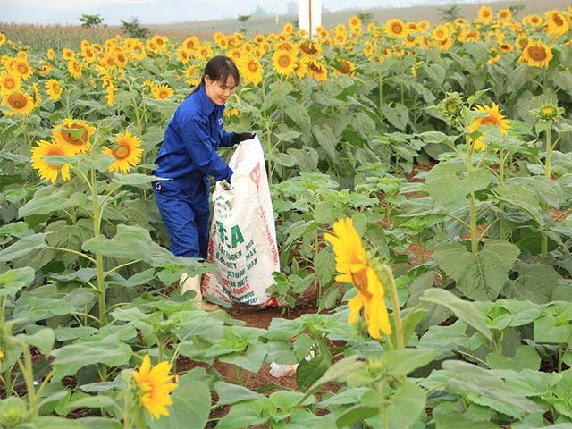 Hạt giống hướng dương