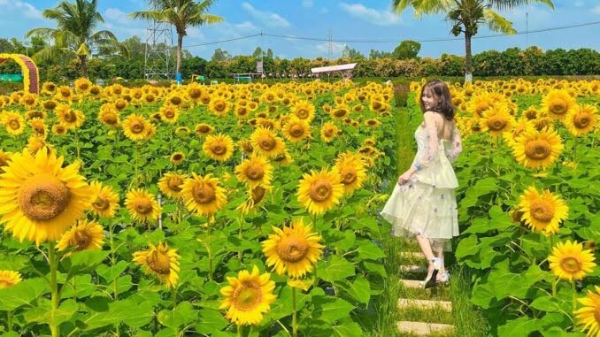 Hạt giống hướng dương