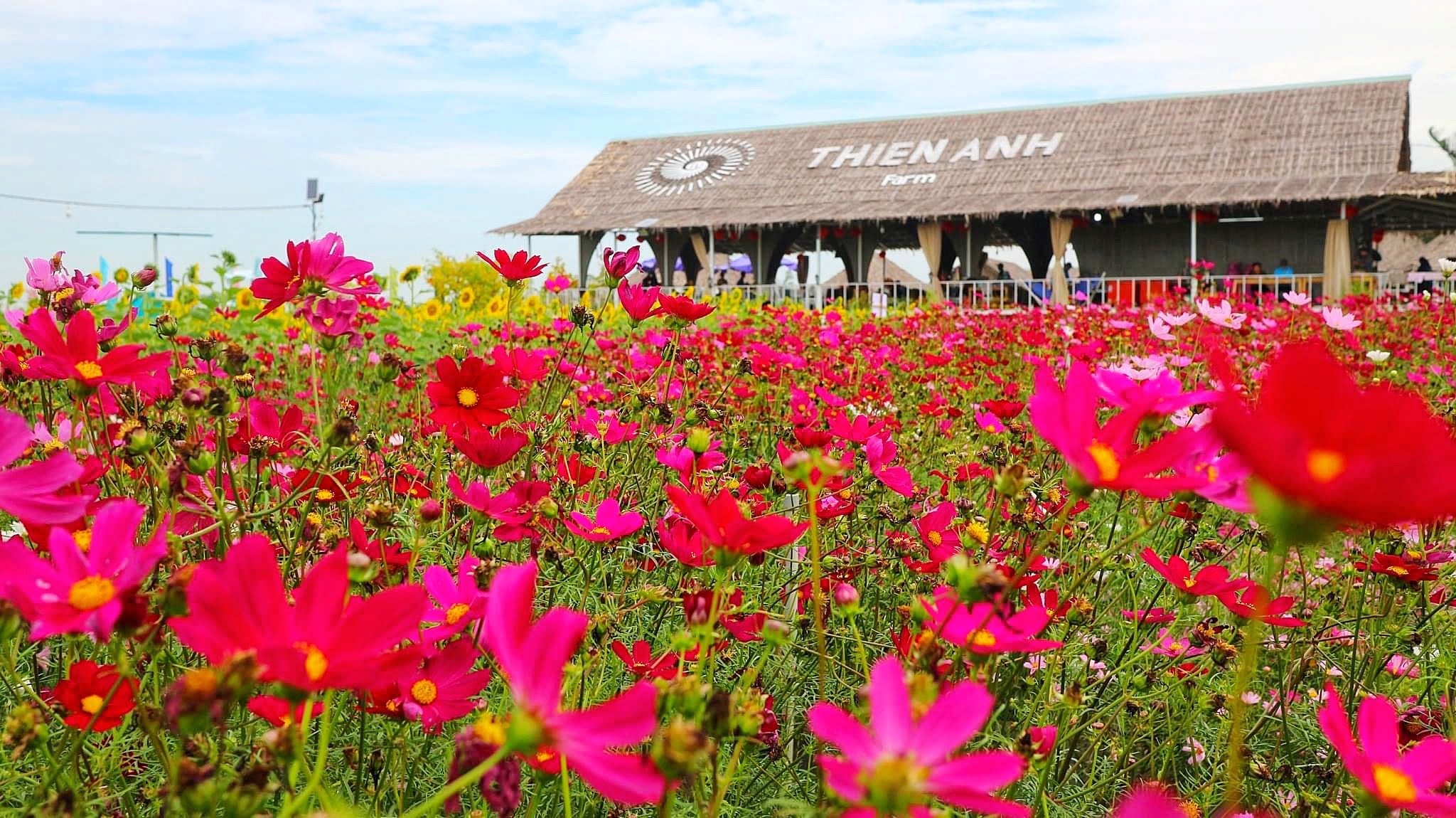 Hạt giống hướng dương