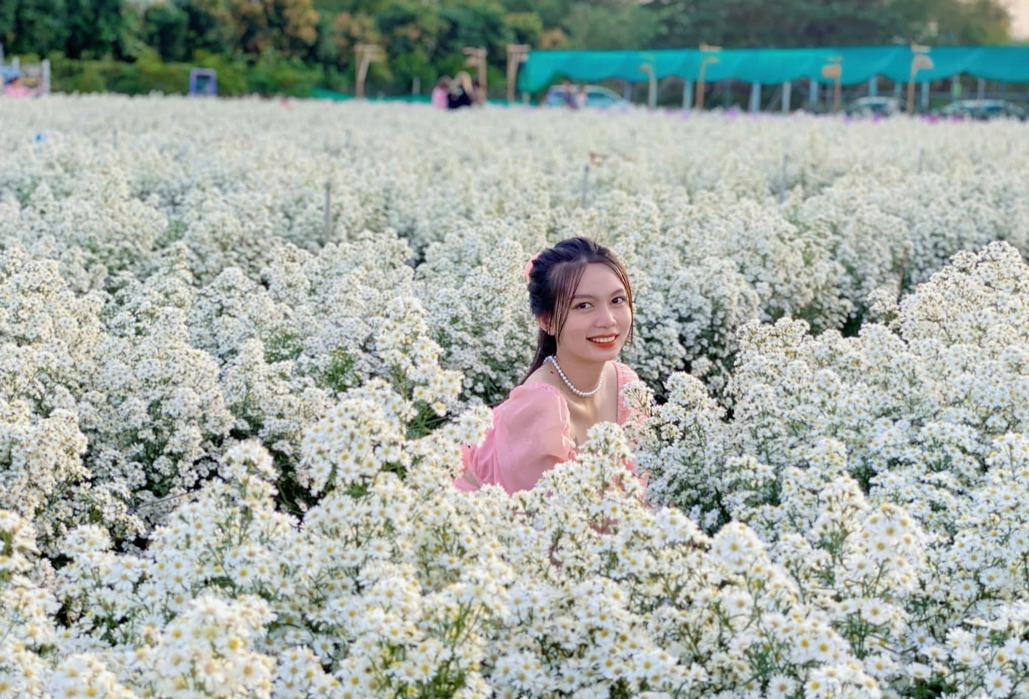 Hạt giống hướng dương