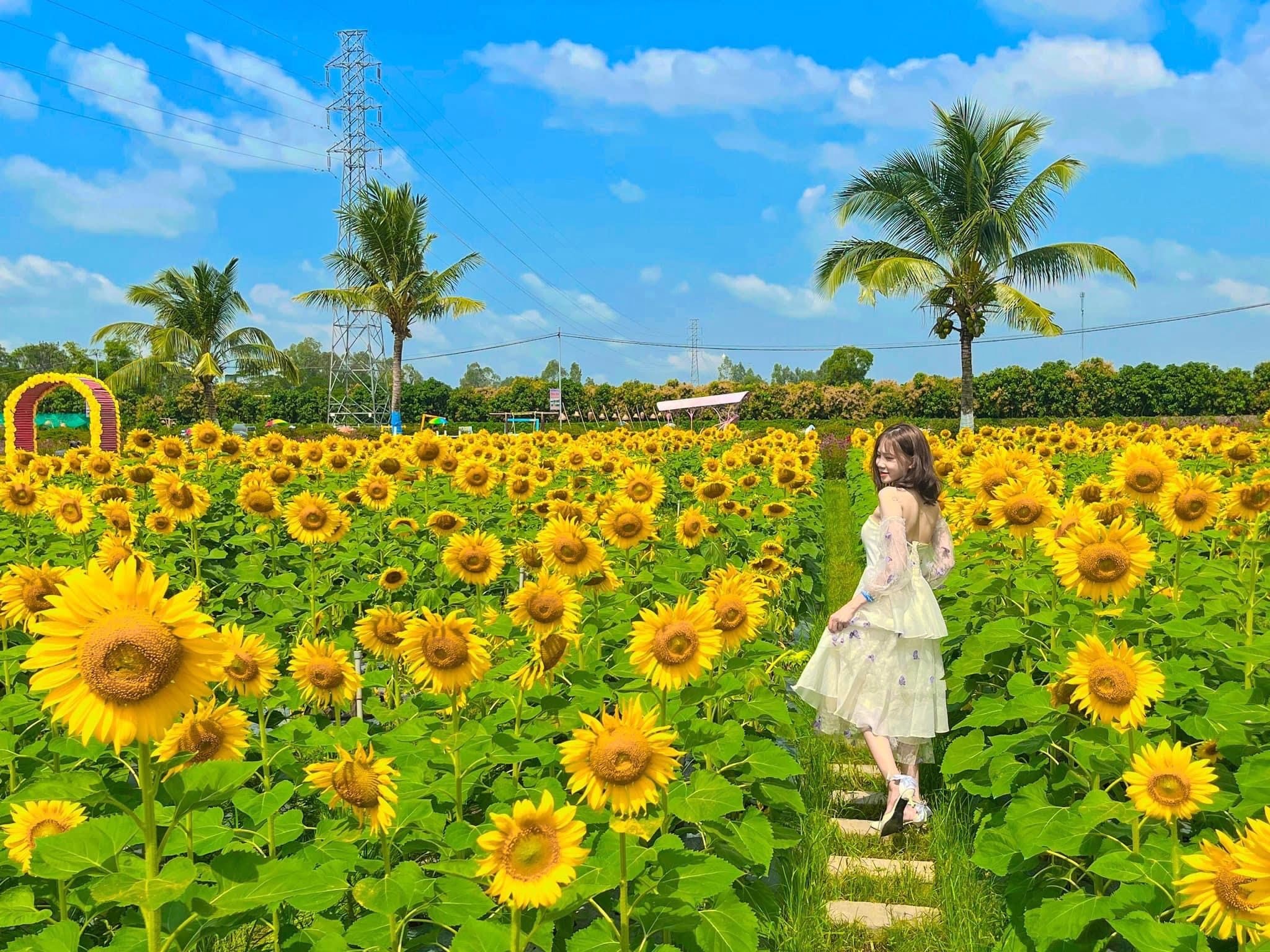 Hạt giống hướng dương