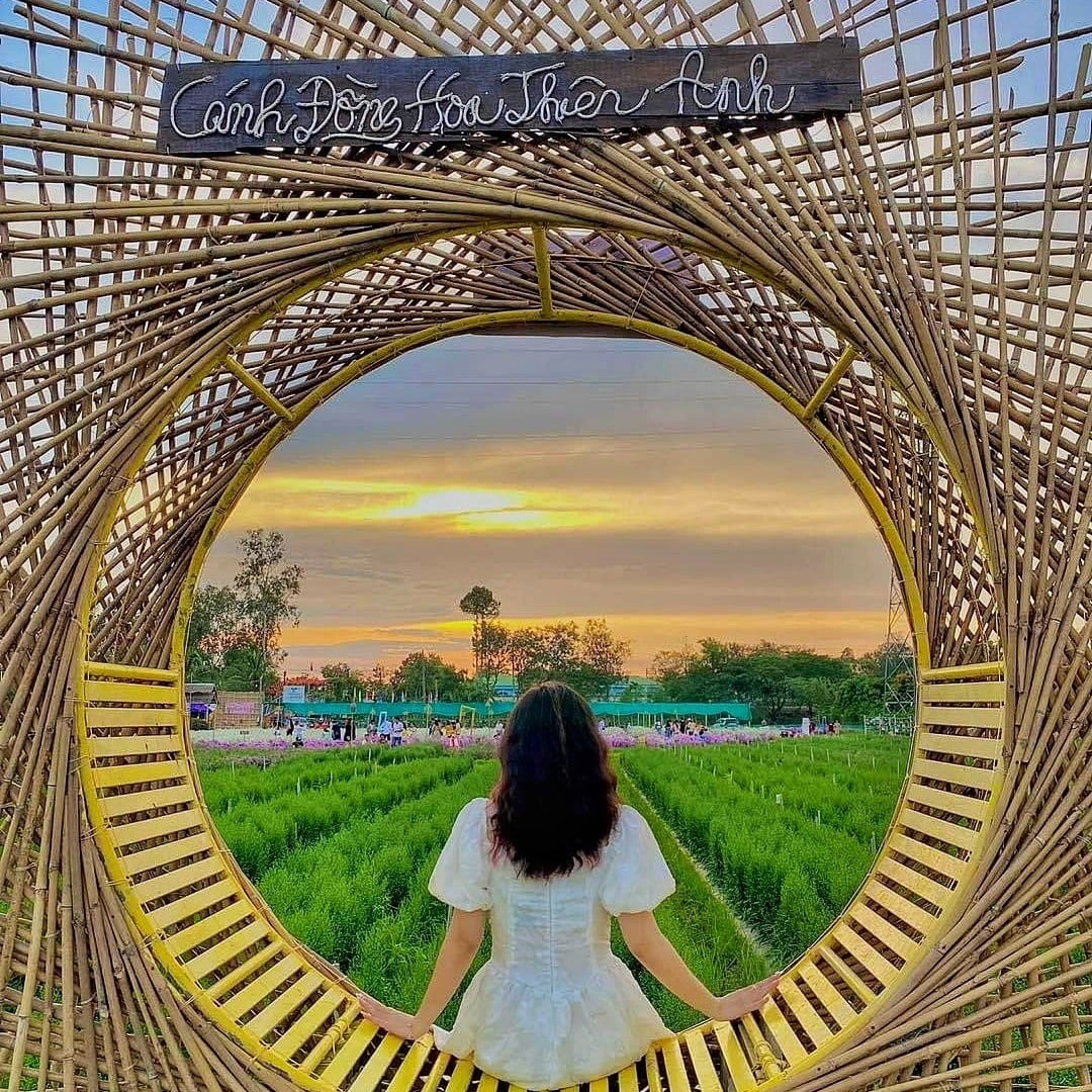 hoa hướng dương