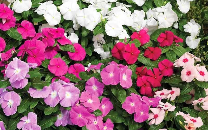 hoa dừa cạn, hoa dừa cạn đứng, hạt giống hoa dừa cạn