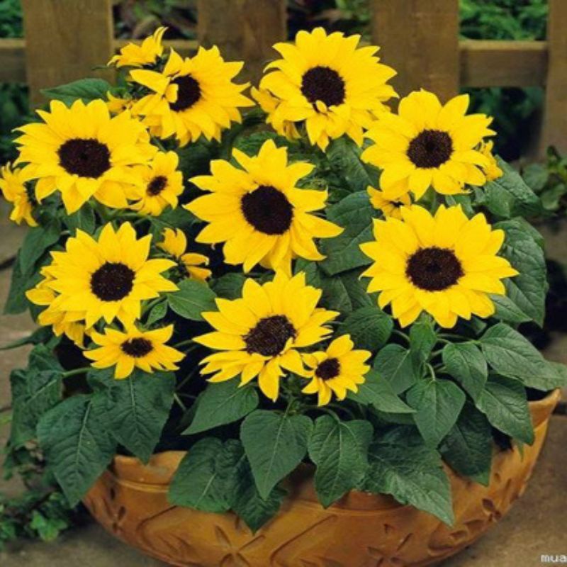 Hoa Hướng Dương Lùn, hạt giống hoa, hạt giống phượng hoàng