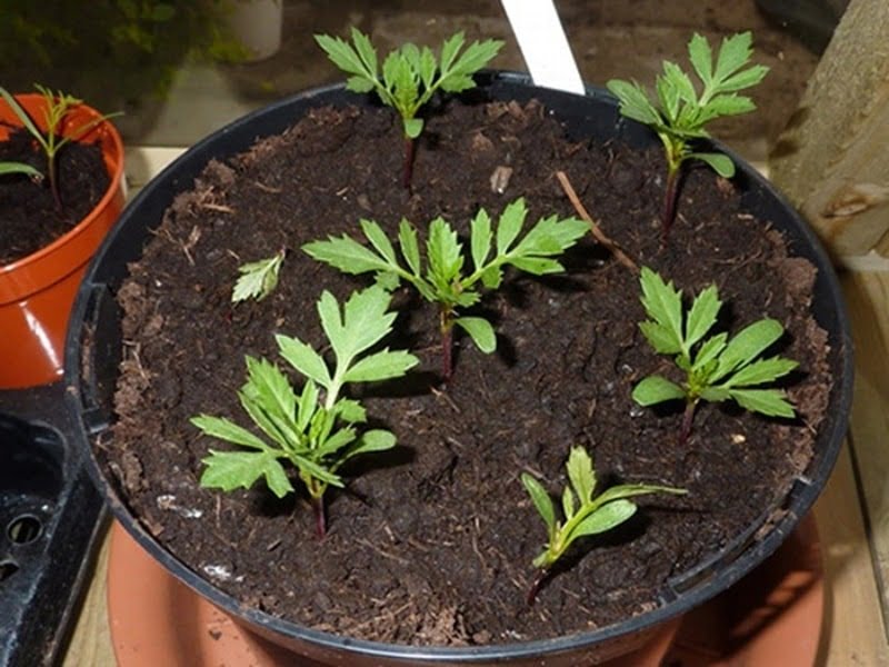 Hạt giống hoa vạn thọ