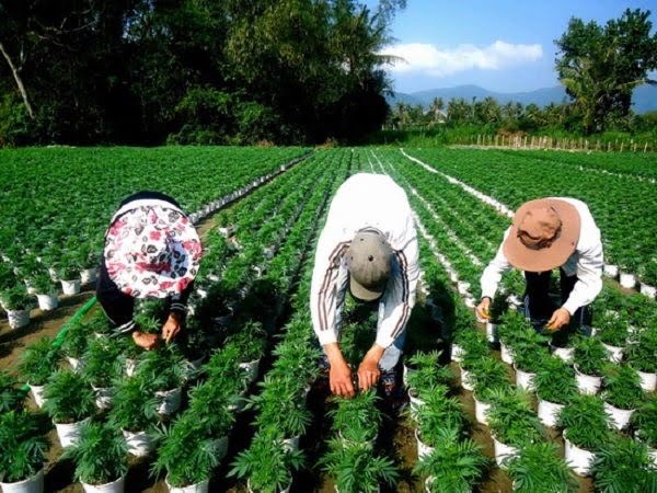 Hạt giống hoa vạn thọ