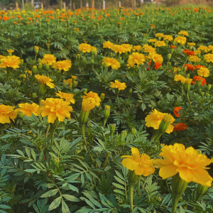 Hoa Vạn Thọ Ban Mai PH109 (Gói 100 Hạt)