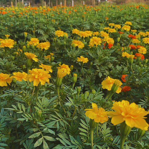 Hoa Vạn Thọ Ban Mai PH109 (Gói 100 Hạt)