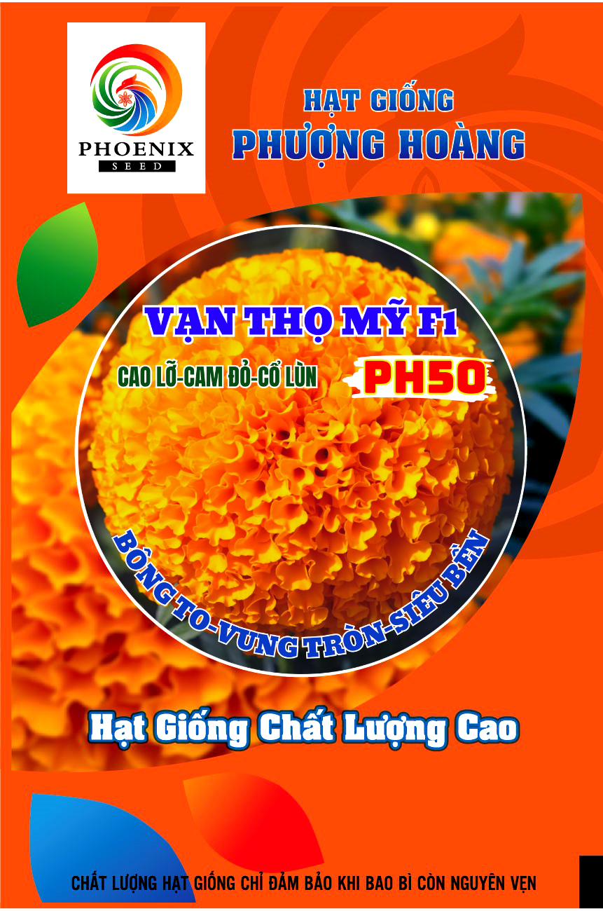 Cách gieo trồng hạt giống hoa vạn thọ nở hoa ngày tết