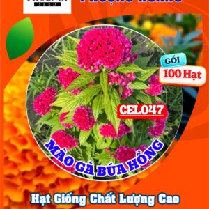 Hạt giống Hoa màu gà búa cam Cel153