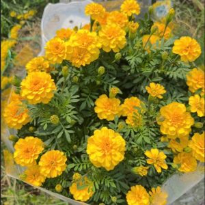 Hoa Vạn Thọ Ban Mai PH109 (Gói 100 Hạt)