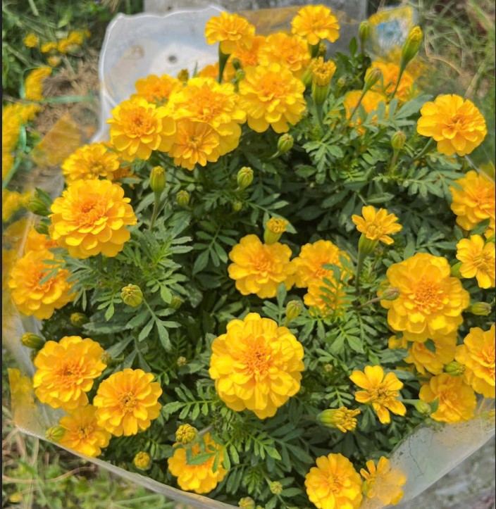 Hoa Vạn Thọ Ban Mai PH109 (Gói 100 Hạt)