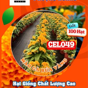 Hạt giống hoa mào gà búa vàng Cel152
