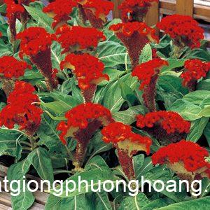 Hạt giống Hoa màu gà búa cam Cel153