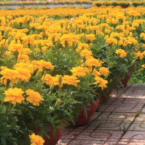 Hoa Vạn Thọ Ban Mai PH109 (Gói 100 Hạt)