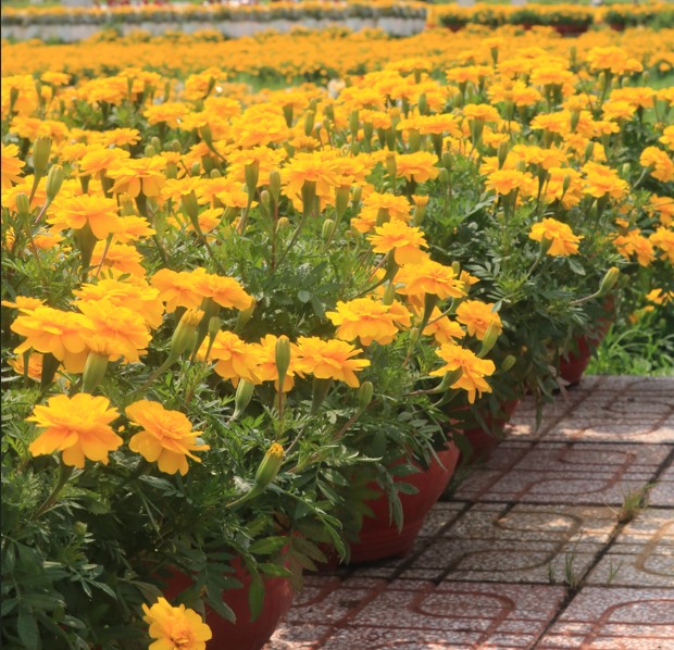 Hoa Vạn Thọ Ban Mai PH109 (Gói 100 Hạt)