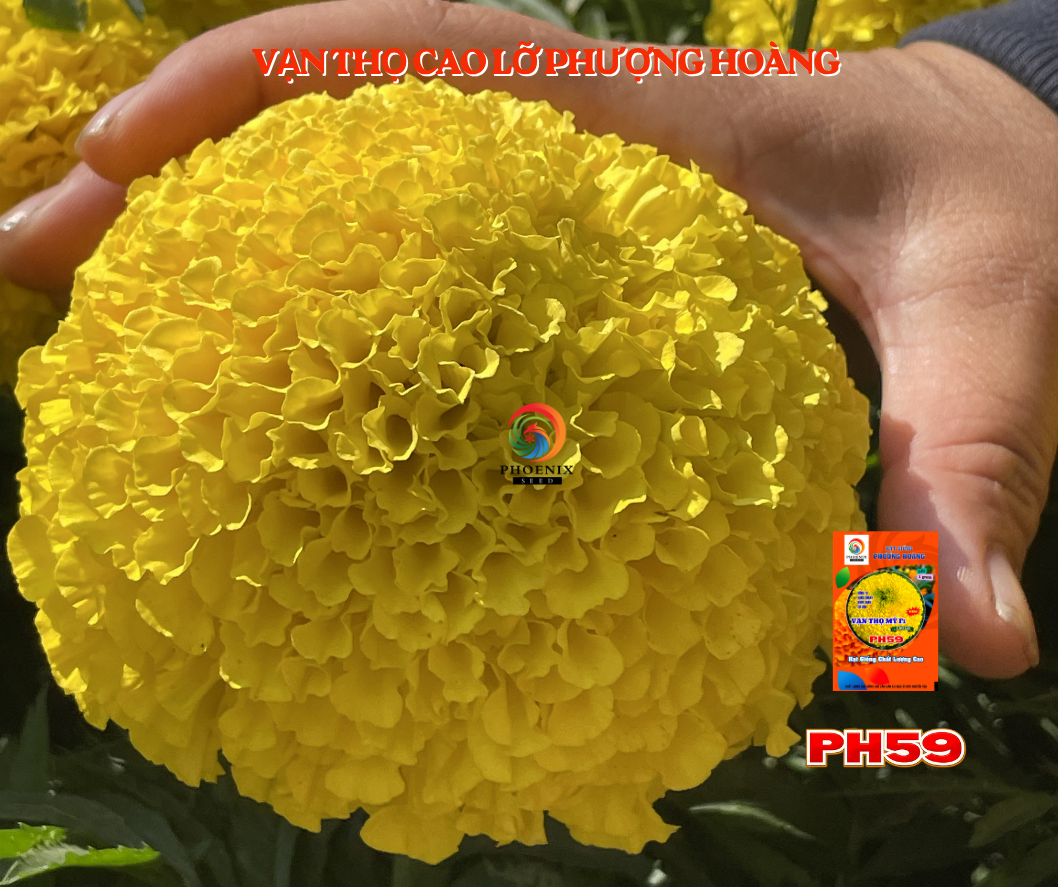 Cách gieo trồng hạt giống hoa vạn thọ nở hoa ngày tết