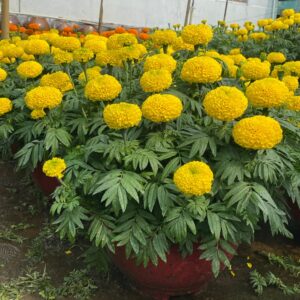 Hoa Vạn Thọ Thái Cao Lỡ Cam Đỏ PH09