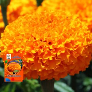Hạt Giống Hoa Vạn Thọ Mỹ Cao Lỡ Cam Đỏ PH60 – Hạt Giống Phượng Hoàng