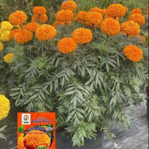 Hạt Giống Hoa Vạn Thọ Mỹ Cao Lỡ Cam Đỏ PH60 – Hạt Giống Phượng Hoàng