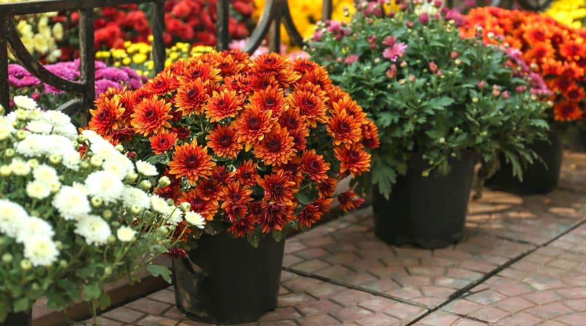 hạt giống phượng hoàng, hạt giống hoa cúc