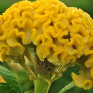 Hạt giống hoa mào gà búa vàng Cel152