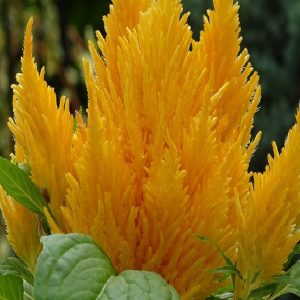 Hoa mào gà lửa vàng Cel114