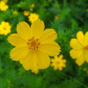 Hoa sao nhái kép lùn F1 COS063 Vàng Chanh