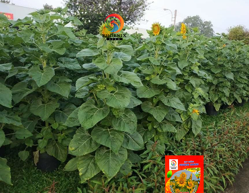 Hướng dẫn full cách chọn hạt giống hoa hướng dương cho người mới