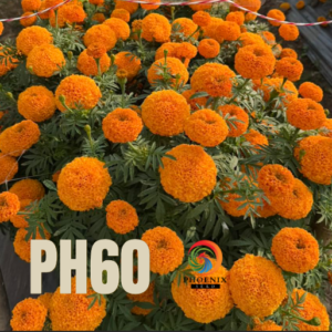 Hạt Giống Hoa Vạn Thọ Mỹ Cao Lỡ Cam Đỏ PH60 – Hạt Giống Phượng Hoàng