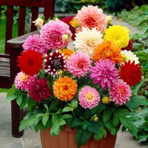 Thược Dược Lùn