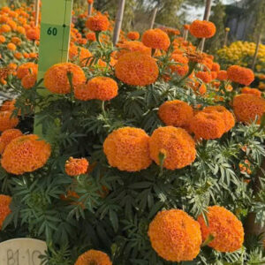 Hoa Vạn Thọ Cao Lỡ Vàng Chanh PH08
