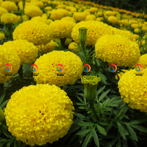 hạt giống hoa vạn thọ