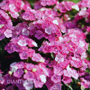 Hoa Cẩm Chướng TELSTAR