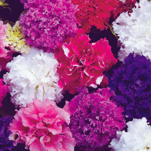 Dạ Yến Thảo Kép