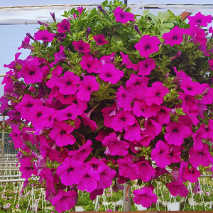 Dạ Yến Thảo Rũ WAVE