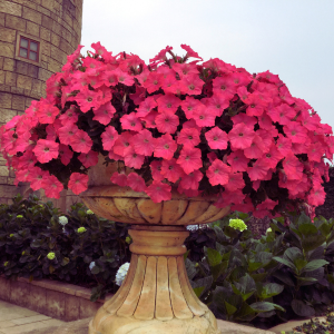 Dạ Yên Thảo Rũ EASY WAVE