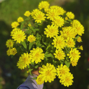 Cúc Lá Nhám Kép ZIN252 Yellow (100hạt)