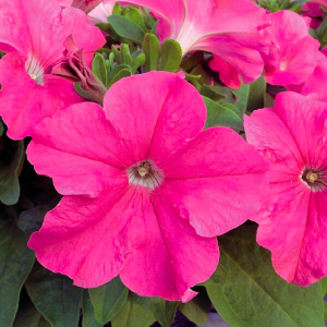 Hoa Dạ Yến Thảo Đứng