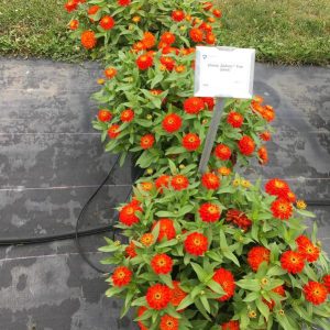 ZIN419 Fire (100hạt)