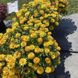 Cúc Lá Nhám Kép ZIN252 Yellow (100hạt)