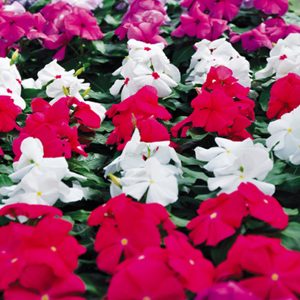 Dừa Cạn Đứng PACIFICA