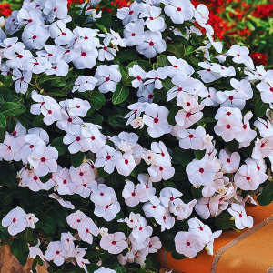 VIN152_Polka_Dot(100hạt)