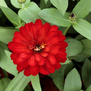 ZIN420 Double Red (100hạt)