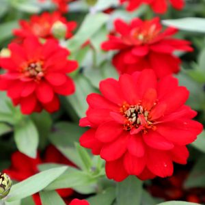 ZIN238 Double Red (100hạt)