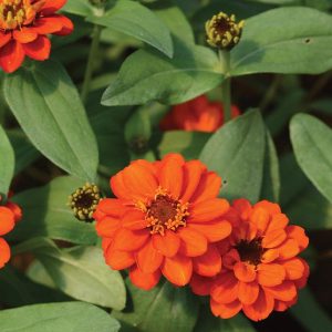 ZIN419 Fire (100hạt)