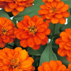 ZIN419 Fire (100hạt)