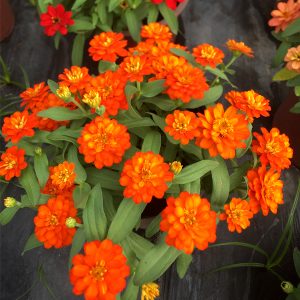 ZIN419 Fire (100hạt)