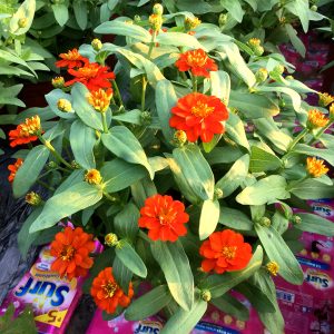 ZIN419 Fire (100hạt)